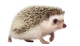 Hérisson