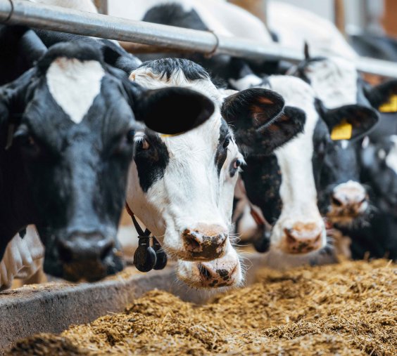 vaches-eleveurs